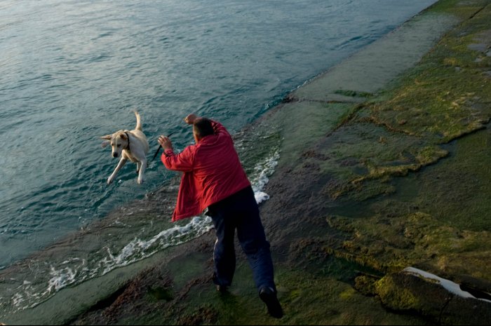 Túnel de lavado canino